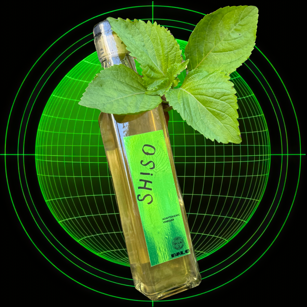 ADAPTOGENIC SHISO VINEGAR Plant Intelligence Agency ADAPTOGENIC SHISO VINEGAR Plant Intelligence Agency