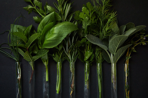 Kitchen Herb